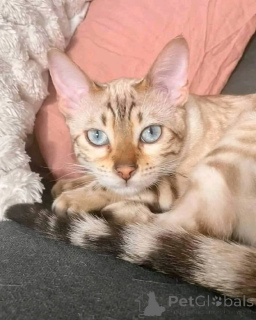 Фото №1.  - купить в Индиана за 49283₽. Объявление №147420