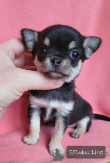 Фото №3. Чихуахуа девочка.  Россия