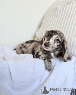 Фото №1. беспородная - купить в Кампания De Berchtesgaden за 69575₽. Объявление №152208