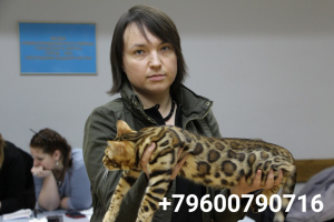 Фото №3. Очень красивый, ласковый бенгальский котик. Россия