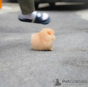 Фото №3. Lovely Pomeranian puppies ready for adoption в Польше