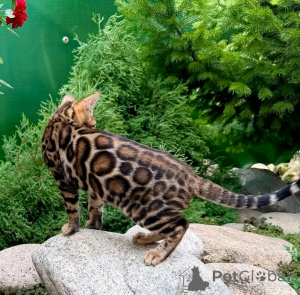 Фото №1. бенгальская - купить в Мюнхене за 76997₽. Объявление №155555