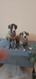 Фото №3. Щенки персидской борзой (Салюки).  Сербия