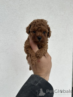 Фото №4. Продажа пуделя (той) в Белграде  - цена договорная