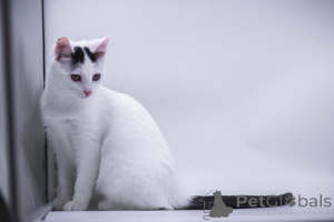 Фото №1.  - купить в Москве реке за Бесплатно. Объявление №155316