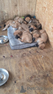 Фото №2 к объявлению №166432 о продаже алано - купить в Великобритании 