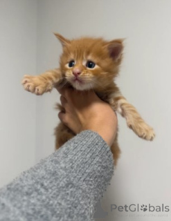 Фото №4. Продам мейн-куна в Ганн. Мунден заводчик - цена 83490₽