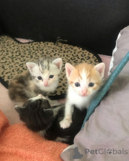 Фото №1. европейская короткошерстная - купить в Cölbe за 32468₽. Объявление №147340