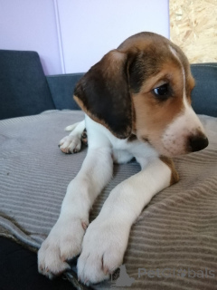 Фото №4. Продажа русскую гончую в Гамбург частное объявление - цена 139₽