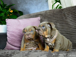 Фото №1. английский бульдог - купить в Берлине за 78852₽. Объявление №162514