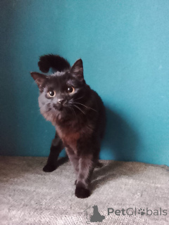 Фото №4. Продам  в Москве реке частное объявление - цена Бесплатно