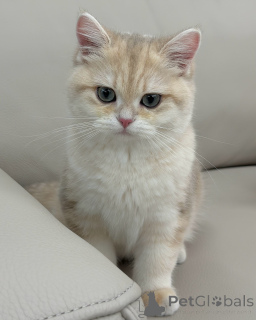 Фото №3. Познакомьтесь с Оливером, нежным маленьким джентльменом с золотыми глазами и. Германия