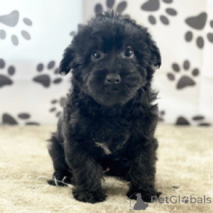 Фото №2 к объявлению №167064 о продаже йоркширского терьера - купить в США частное объявление