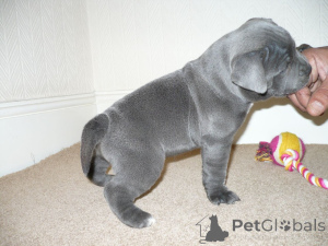 Фото №3. Blaue Staffordshire-Bullterrier-Welpen ... Kontaktieren Sie mich per WhatsApp.  Германия