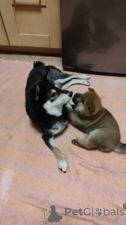 Фото №4. Продажа сиба-ину в Москве реке частное объявление - цена договорная