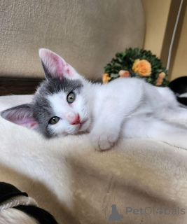 Фото №3. Котята в Вене, Австрия. Австрия