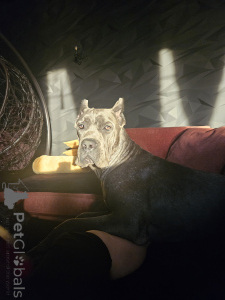 Дополнительные фото: Предлагаем щенков Кане корсо