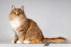 Фото №4. Продам  в Химках из приюта - цена Бесплатно