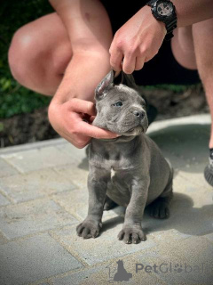 Фото №3. Щенки кане корсо.  Сербия