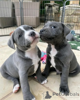 Фото №1. американский питбультерьер - купить в Вспоминание за Бесплатно. Объявление №160310