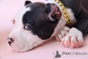 Фото №3. Американский булли XL.  Россия