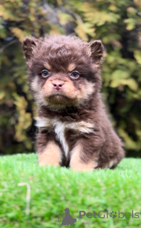 Фото №3. Французский бульдог с гипоаллергенными волосами.  Сербия