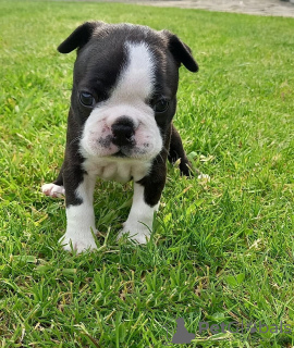 Фото №3. Adorable Boston Terrier Puppies for free adoption.  Германия