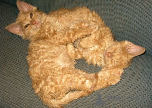 Фото №2 к объявлению №138855 о продаже немецкий рекс - купить в Германии частное объявление, заводчик