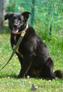 Фото №2 к объявлению №142814 о продаже беспородную - купить в России частное объявление