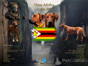 Фото №2 к объявлению №119744 о продаже родезийского риджбека - купить в Польше частное объявление, заводчик