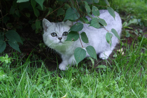 Фото №3. Британские котята. Россия