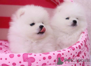 Фото №3. Cute Pomeranian puppies for free adoption.  Германия