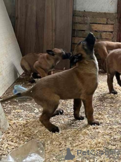 Фото №1. бельгийская овчарка - купить в Белграде за договорная. Объявление №164831