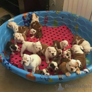 Фото №1. английский бульдог - купить в Бранденбург за договорная. Объявление №162238