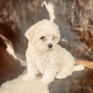 Фото №1. мальтипу - купить в Hessisch Lichtenau за 83490₽. Объявление №150143