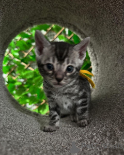 Фото №2 к объявлению №152945 о продаже бенгальская - купить в Финляндии частное объявление