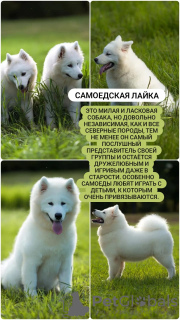 Фото №1. самоедская собака - купить в Хабаровске за 30000₽. Объявление №70229