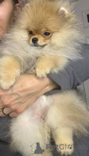 Фото №3. Померанский Шпиц Теддибар.  Сербия