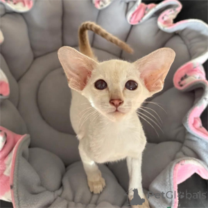 Фото №1. сиамская - купить в Эшборн за 350₽. Объявление №153766