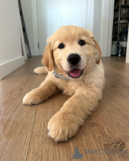 Фото №1. золотистый ретривер - купить в Счет за 64937₽. Объявление №160526