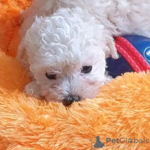 Фото №3. Teacup Мальтийские щенки для усыновления.  США