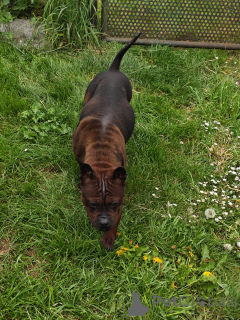 Фото №3. Китайский бульдог, китайский бульдог, Chinesische Bulldogge.  Польша