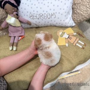 Фото №1. пудель (той) - купить в Берлине за 51022₽. Объявление №167647