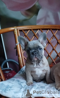 Фото №2 к объявлению №161455 о продаже французского бульдога - купить в Беларуси частное объявление