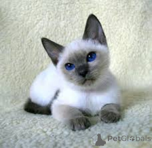 Фото №3. Siamkätzchen zu verkaufen. Франция