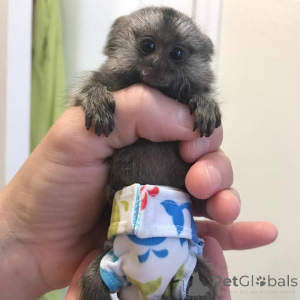 Фото №3. Мартышки на продажу в Миннесоте Домашние обезьянки на продажу в Миннесоте. США