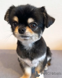 Фото №2 к объявлению №157290 о продаже чихуахуа - купить в Германии из приюта, заводчик