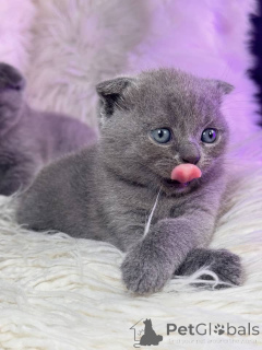 Фото №1. шотландская вислоухая (скоттиш фолд) - купить в Эелс за договорная. Объявление №158804