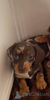 Фото №2 к объявлению №166519 о продаже таксу - купить в Бельгии 