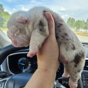 Фото №3. 2 удивительные щенки английского бульдога в поисках хороших домов !!!.  Германия